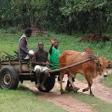 Zanzibar - Ox and cart